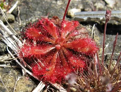 Вид на Drosera spatulata