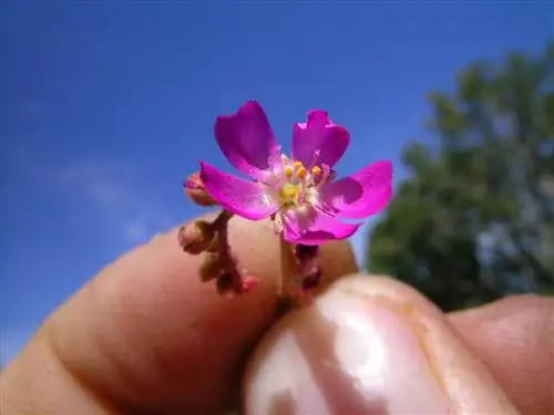 Вид Drosera spatulata в цветке