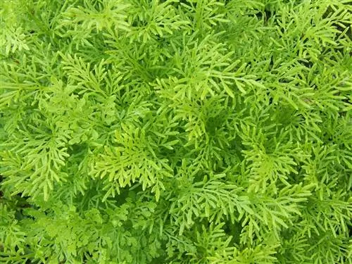 Детальный вид листьев или листьев папоротника