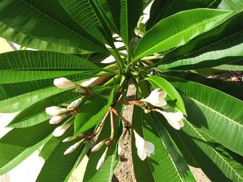 Листья и бутоны плюмерии или франжипани