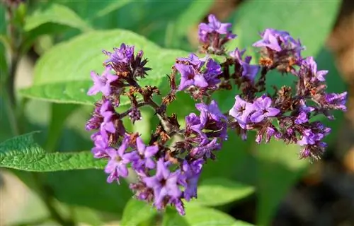 сиреневые цветы дерева Heliotropium arborescens