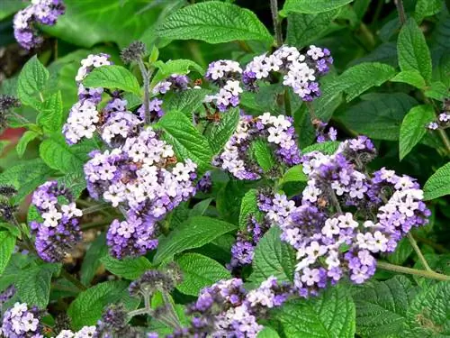 кустарник под названием Heliotropium arborescens, полный цветов