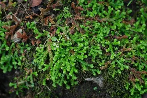 Виды Selaginella с маленькими веточками