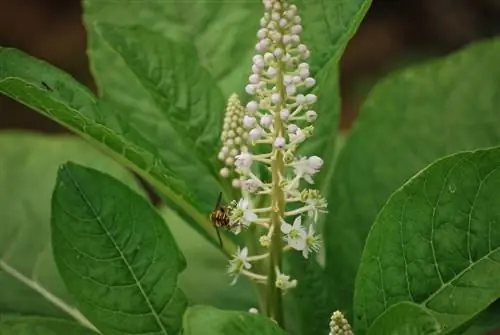 пчела сидит на цветках Phytolacca Americana