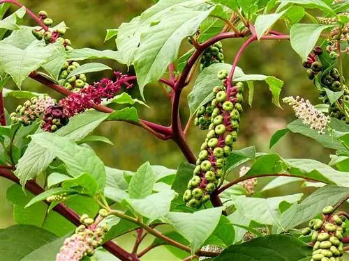 гроздь мелких цветков Phytolacca americana