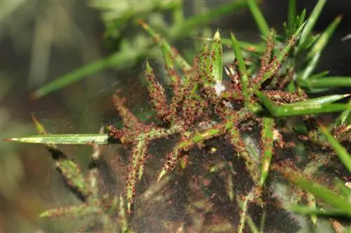 Красный паутинный клещ - очень распространенный вредитель.