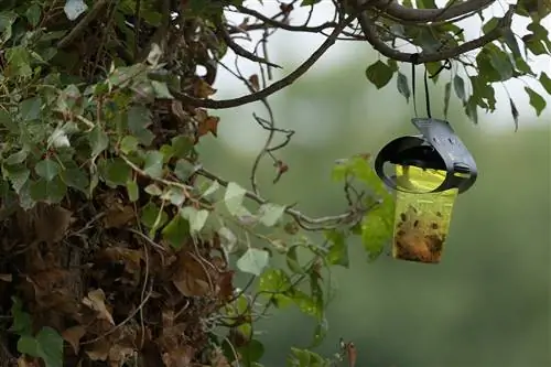 Вид на ловушку с феромонами