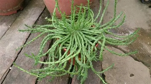 голова медузы или Euphorbia flanaganii в горшке