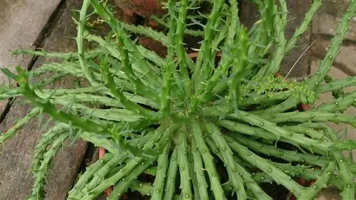Euphorbia flanaganii или голова медузы