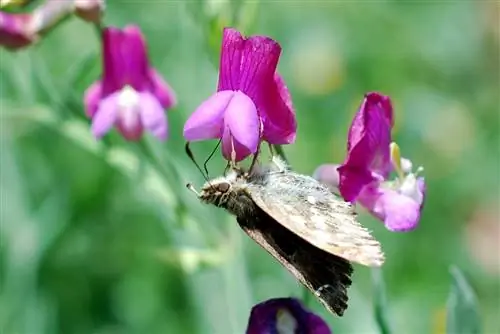 бабочка, сидящая на цветке Lathyrus clymenum