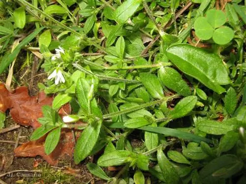 почвопокровное растение с мелкими белыми цветками