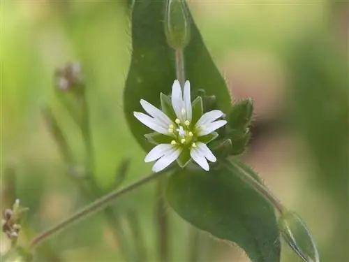Меруса (Cerastium fontanum)