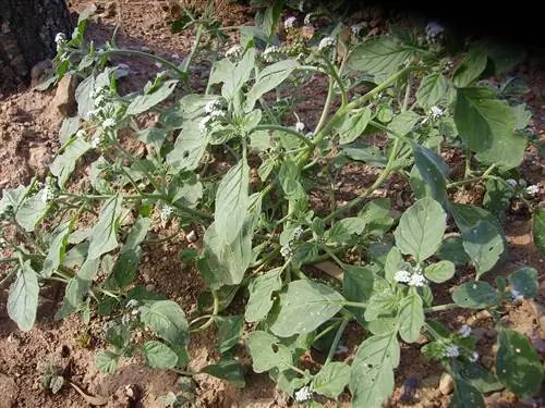 Гелиотроп европейский