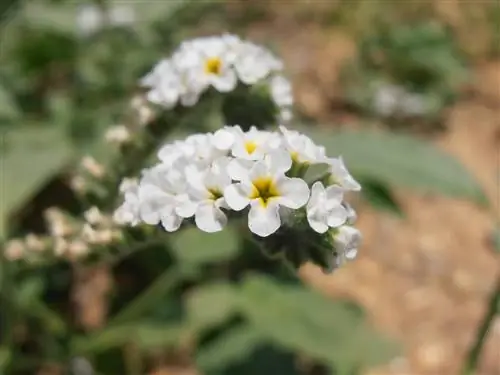 цветы веррукарии