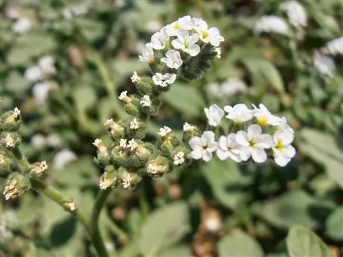 Гелиотроп европейский