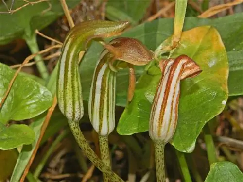 Арисаро (Arisarum vulgare)