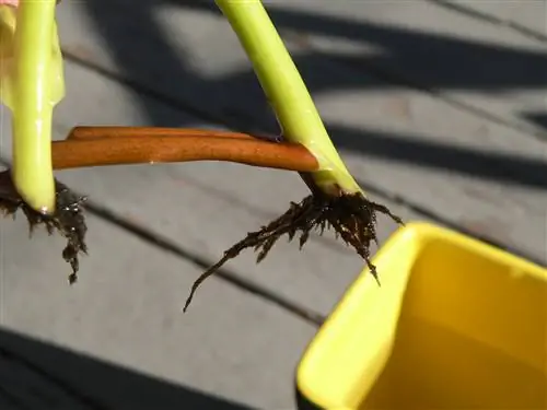 Вид на плотоядное растение