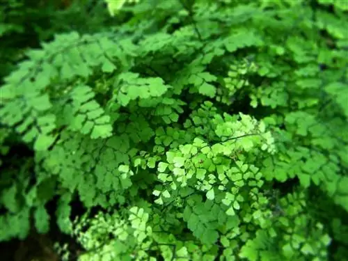 папоротник с мелкими зелеными листьями