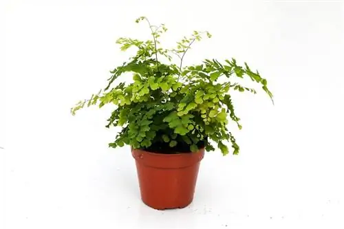 папоротник под названием Adiantum raddianum, посаженный в горшок