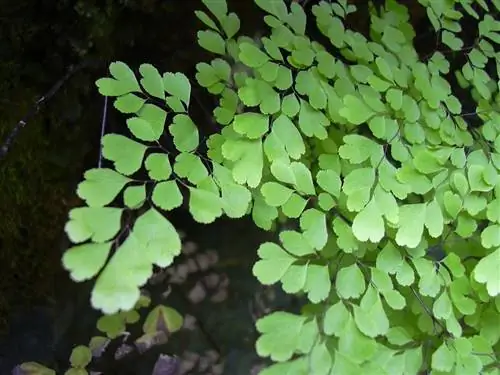 ветки и листья папоротника под названием Adiantum raddianum