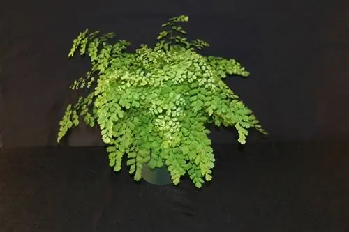 папоротник или адиантум радианум посаженный в горшок