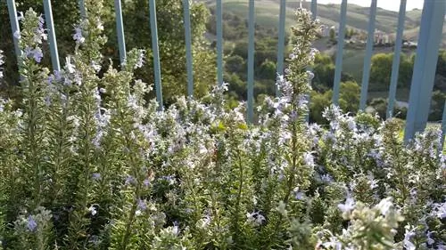 Розмарин - растение, отпугивающее кроликов