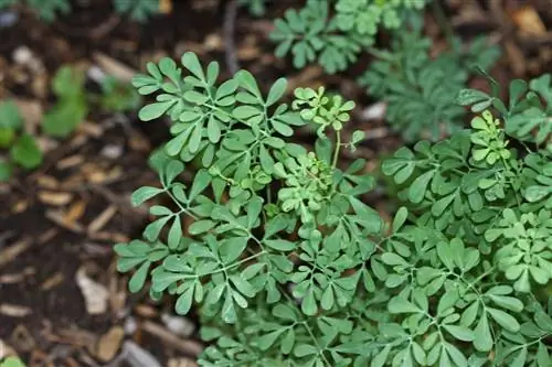 Листья руты зеленые