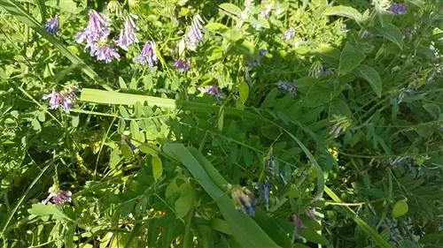 Вика посевная (Vicia sativa)
