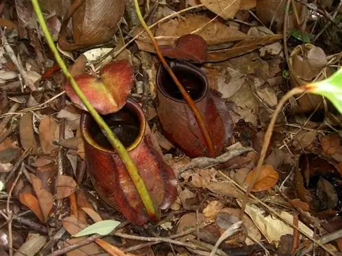 Вид на ловушки Nepenthes bicalcarata