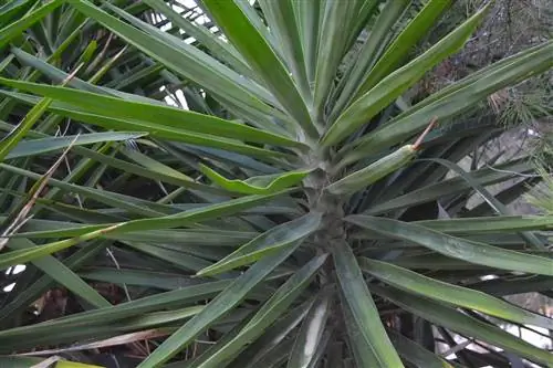 колючая юкка