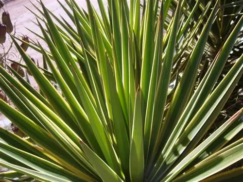Юкка Алоифолия