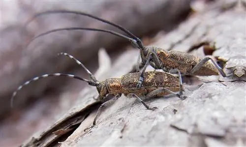 Длиннорог сосновый (Monochamus galloprovincialis)