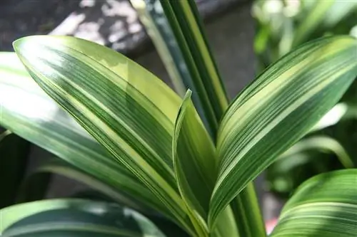 Вид на Clivia miniata Variegata