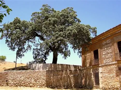 Дубовое дерево