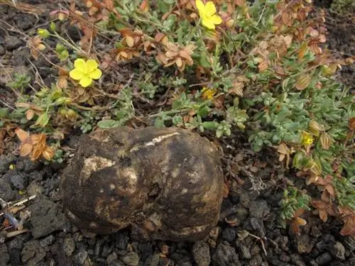 Как искать молотые криадильи