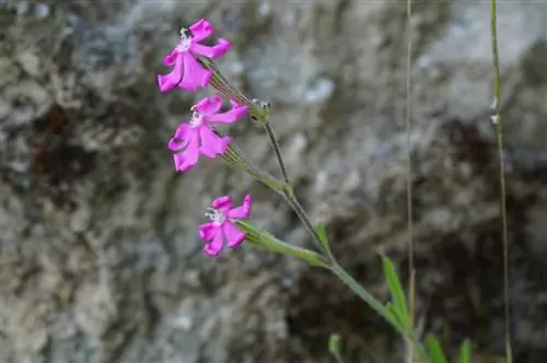 тонкая ветка с тремя розовыми цветками