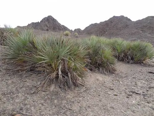 Вид на наннорхопскую ритчеану