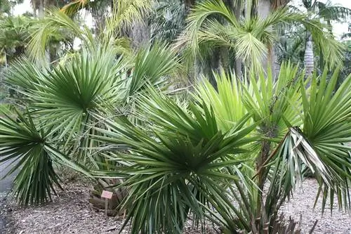 Вид на Сабал минор