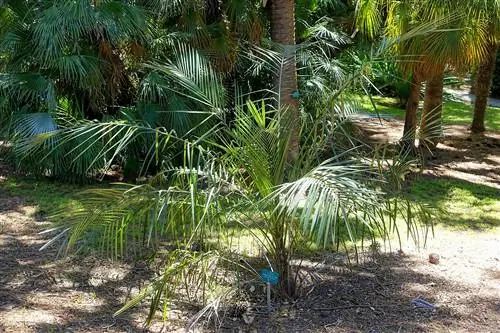 Вид на Parajubaea torallyi