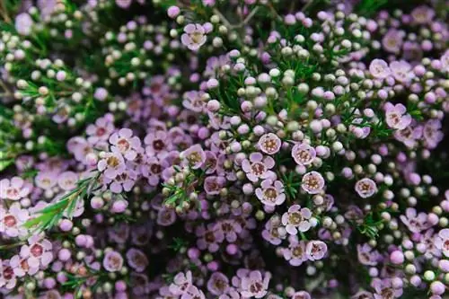 Восковой цветок (Chamelaucium uncinatum)