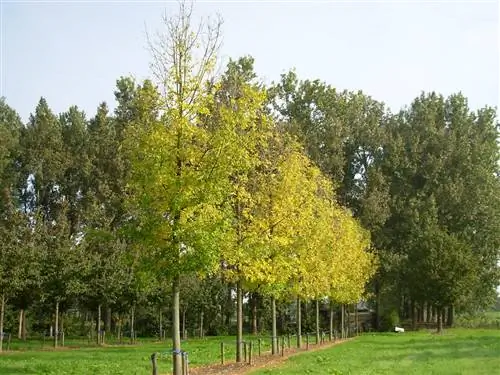 высокие деревья с очень тонким стволом, называемые Fraxinus pennsylvanica