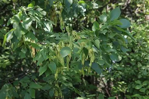 ветви зеленого ясеня или также называемые Fraxinus pennsylvanica