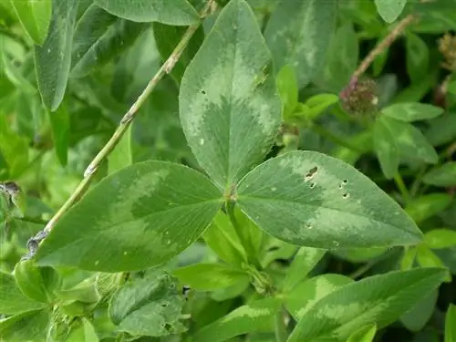 Листья красного клевера тройчатые.