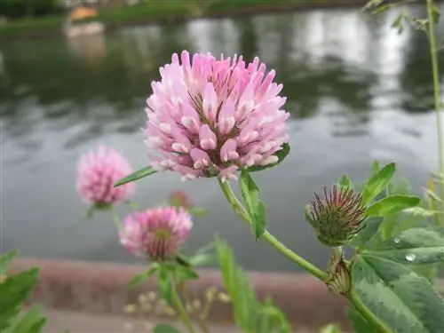 Красный клевер - сорняк, который любит много воды.