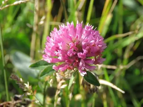 Красный клевер (Trifolium pratense)
