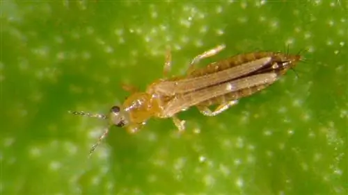 Цикл Frankliniella occidentalis