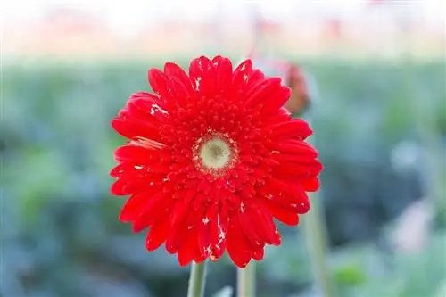 Западный цветочный трипс