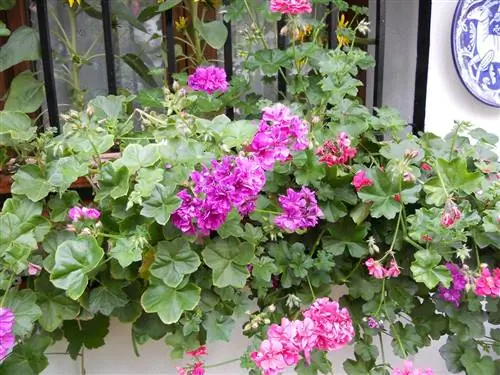 Плющелистная герань (Pelargonium peltatum)