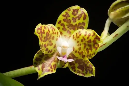 Вид на орхидею фаленопсис