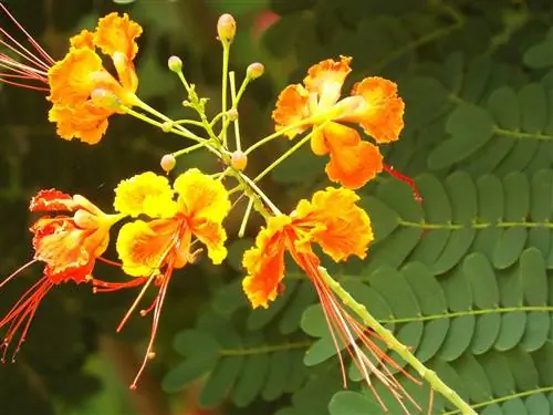 Вид на Caesalpinia pulcherrima